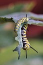 Etxreme close-up of a bright yellow, white, and black monarch catepillar feeding on milkweed.. Royalty Free Stock Photo