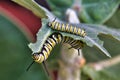 Etxreme close-up of a bright yellow, white, and black monarch catepillar feeding on milkweed.. Royalty Free Stock Photo