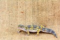 Eublepharis against burlap background. Close-up of Cute leopard gecko eublepharis macularius