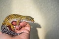 Eublepharis is cute leopard gecko sits on the hand. Royalty Free Stock Photo