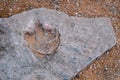 Eubrontes dinosaur footprint fossil