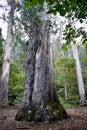 Eucalipto the grandfather in Souto da Retorta, also known as the Chavin eucalyptus, in Vivero, Galicia. Spain. .