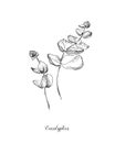 Eucaliptus branch. Hand Drawn Botanical line art illustration. drawing set. Collection of sketch branches with foliage