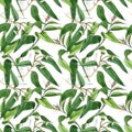 Eucaliptus floral botanical flowers. Watercolor background illustration set. Seamless background pattern.