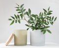 eucaliptus leaves in a concrete flower pot and scented soy candle. home fragrances, perfumed candle for cozy home