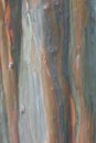 Eucaliptus tree
