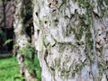 Eucaliptys trees forest photographed closeup Royalty Free Stock Photo