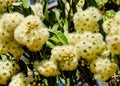 Eucalptus Marri Blooms Royalty Free Stock Photo