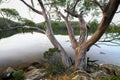 Eucalypt Over the Lake