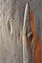 Eucalypt Tree Bark