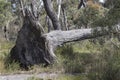 Eucalypt Tree pushed over by strong wind