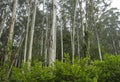 Eucalypt trees woodland