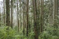 Eucalypt trees woodland