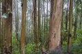 Eucalypt trees green woodland