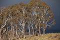 Eucalypt Trees Tasmania