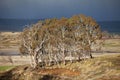Eucalypt Trees Tasmania