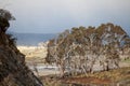 Eucalypt Trees Tasmania