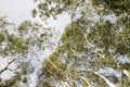 Eucalypt trees woodland