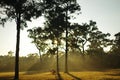 Eucalypts in the sun