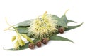 Eucalyptus Royalty Free Stock Photo