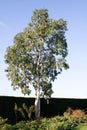 Eucalyptus against winter sky Royalty Free Stock Photo