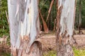 Eucalyptus Bark, Argentina.