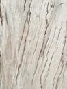 Eucalyptus bark as background, wood texture, wood backgroundwood texture Royalty Free Stock Photo