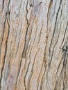 Eucalyptus bark as background, wood texture, wood backgroundwood texture Royalty Free Stock Photo