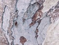 Eucalyptus bark as background, wood texture, wood backgroundwood texture Royalty Free Stock Photo