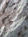 Eucalyptus bark Royalty Free Stock Photo