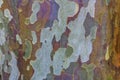 Eucalyptus Bark