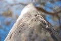 Eucalyptus bark smooth texture with small insect