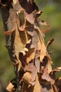 Eucalyptus Bark