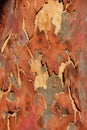 Eucalyptus Bark