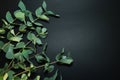 Eucalyptus on the black background Royalty Free Stock Photo