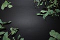 Eucalyptus on the black background Royalty Free Stock Photo