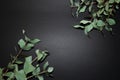 Eucalyptus on the black background Royalty Free Stock Photo