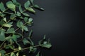 Eucalyptus on the black background Royalty Free Stock Photo