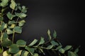 Eucalyptus on the black background Royalty Free Stock Photo