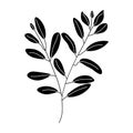 Eucalyptus black vector icon on white background Royalty Free Stock Photo