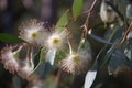 eucalyptus blooms in the wind, their delicate petals fluttering