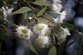 eucalyptus blooms in the wind, their delicate petals fluttering