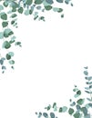 Eucalyptus border frame on white background. Royalty Free Stock Photo