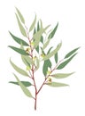 Eucalyptus branch botanical vector illustration Royalty Free Stock Photo