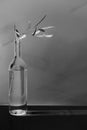 Eucalyptus branch in a bottle in black and white colors.