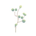 Vector eucalyptus branch in cartoon style on white background isolated Royalty Free Stock Photo