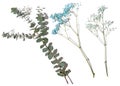 Eucalyptus branch with green leaves and gypsophilia on a white isolated background, top view