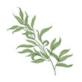 Eucalyptus branch with green leaves hand drawn on white background. Elegant detailed drawing of part of plant, tree or