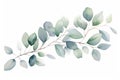 Eucalyptus branch with green leaves isolated on white background, Watercolor green floral card with silver dollar eucalyptus Royalty Free Stock Photo