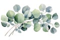 Eucalyptus branch with green leaves. Watercolor illustration, Watercolor green floral card with silver dollar eucalyptus leaves Royalty Free Stock Photo